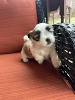 Maizlee , a female Shih Tzu for sale in Hickory, NC – Photo 2 of 4