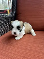 Maizlee , a female Shih Tzu for sale in Hickory, NC – Photo 3 of 4