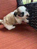 Maizlee , a female Shih Tzu for sale in Hickory, NC – Photo 4 of 4