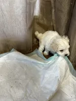 Mary, a female Maltipoo for sale in Hickory, NC – Photo 1 of 5