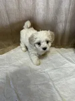 Mary, a female Maltipoo for sale in Hickory, NC – Photo 5 of 5