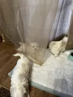 Mary, a female Maltipoo for sale in Hickory, NC – Photo 3 of 5