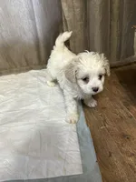 Mary, a female Maltipoo for sale in Hickory, NC – Photo 2 of 5