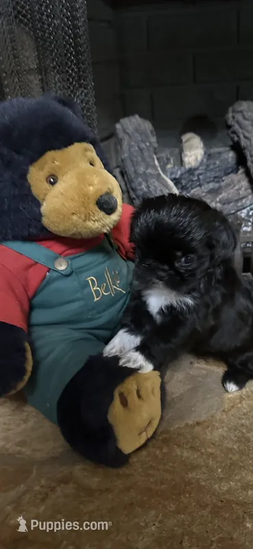 Oreo – Shih Tzu puppy for sale in Hickory, NC