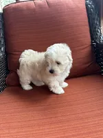 Martin, a male Maltese for sale in Hickory, NC – Photo 2 of 3