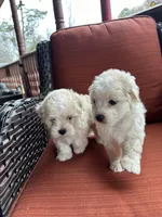 Martin, a male Maltese for sale in Hickory, NC – Photo 3 of 3