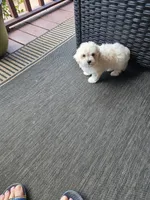 Max, a male Maltese for sale in Hickory, NC – 2 of 3