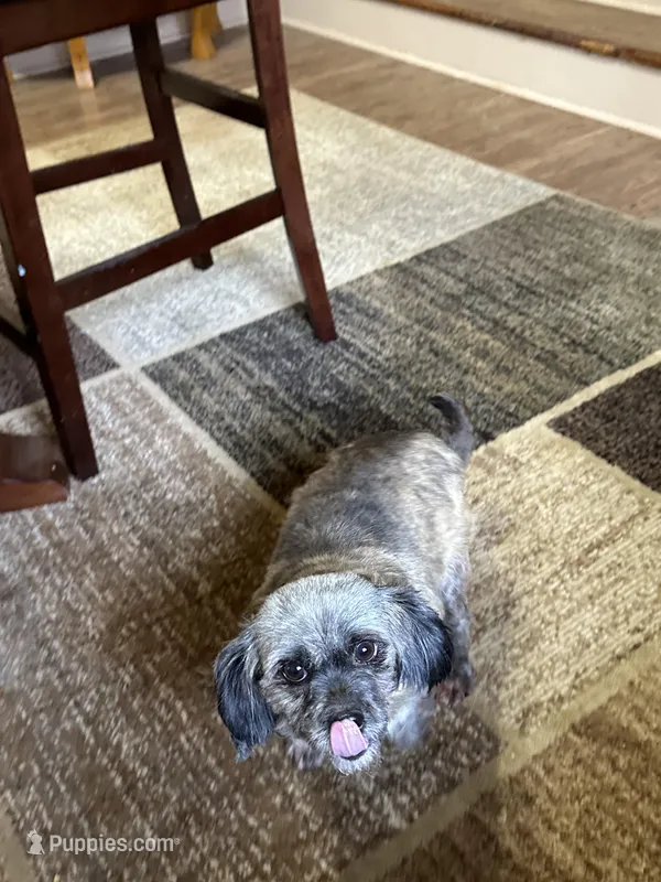 Coco, a female Shih Tzu for sale in Hickory, NC – Photo 1 of 3