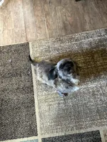 Coco, a female Shih Tzu for sale in Hickory, NC – Photo 3 of 3