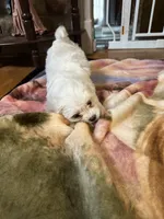 Maya, a female Maltese for sale in Hickory, NC – Photo 2 of 3