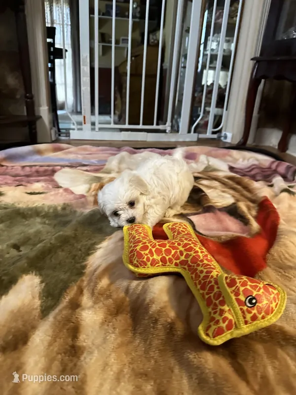 Maya, a female Maltese for sale in Hickory, NC – Photo 1 of 3