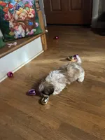 Maizlee , a female Shih Tzu for sale in Hickory, NC – Photo 2 of 4