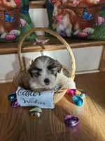 Maizlee , a female Shih Tzu for sale in Hickory, NC – Photo 4 of 4