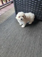 Milo, a male Maltese for sale in Hickory, NC – 3 of 3