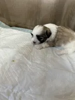 Kelsey , a female Shih Tzu for sale in Hickory, NC – Photo 4 of 5