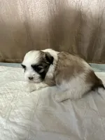 Kelsey , a female Shih Tzu for sale in Hickory, NC – Photo 3 of 5