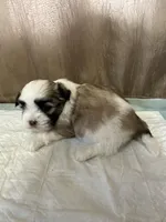 Kelsey , a female Shih Tzu for sale in Hickory, NC – Photo 1 of 5