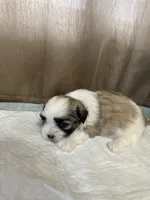 Kelsey , a female Shih Tzu for sale in Hickory, NC – Photo 5 of 5