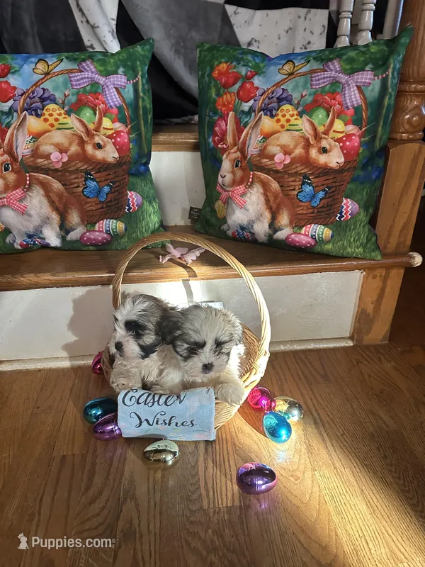 Kelsey  – Shih Tzu puppy for sale in Hickory, NC