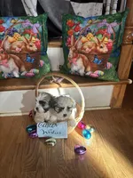 Kelsey , a female Shih Tzu for sale in Hickory, NC – Photo 1 of 4