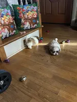 Kelsey , a female Shih Tzu for sale in Hickory, NC – Photo 4 of 4