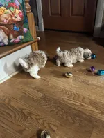 Kelsey , a female Shih Tzu for sale in Hickory, NC – Photo 2 of 4