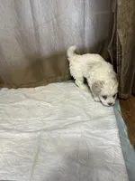 Alvin, a male Maltipoo for sale in Hickory, NC – Photo 2 of 3