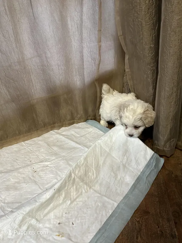 Alvin, a male Maltipoo for sale in Hickory, NC – Photo 1 of 3