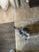 Coco, a female Shih Tzu for sale in Hickory, NC – Photo 2 of 3