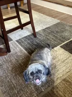 Coco, a female Shih Tzu for sale in Hickory, NC – Photo 1 of 3