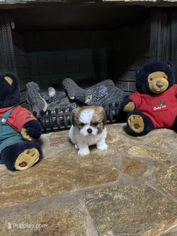 Ginger – Shih Tzu puppy for sale in Hickory, NC