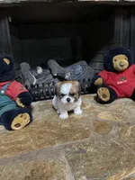 Ginger, a female Shih Tzu for sale in Hickory, NC – 1 of 2