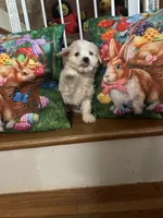 Martin, a male Maltese for sale in Hickory, NC – Photo 3 of 3