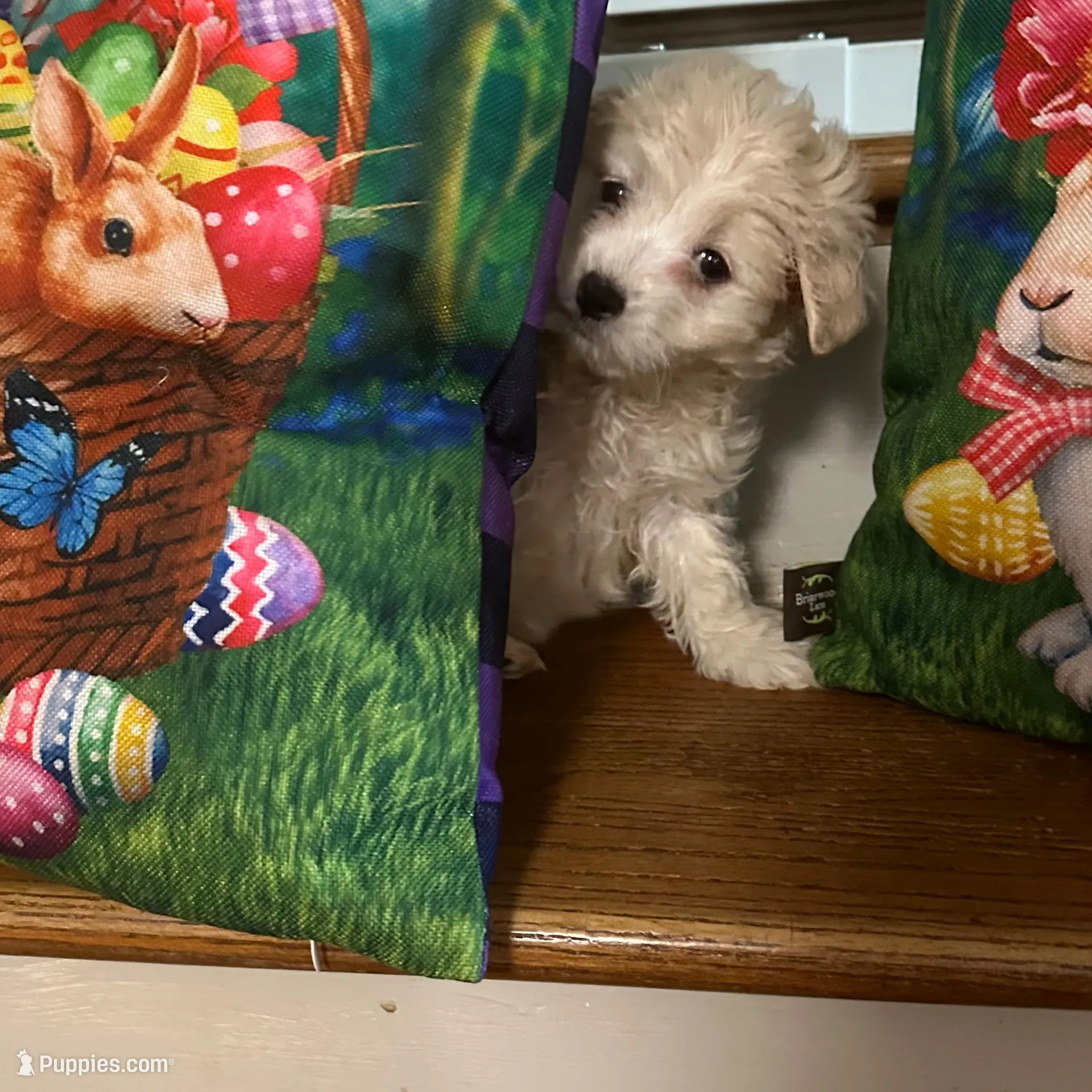 Martin, a male Maltese for sale in Hickory, NC – Photo 2 of 3