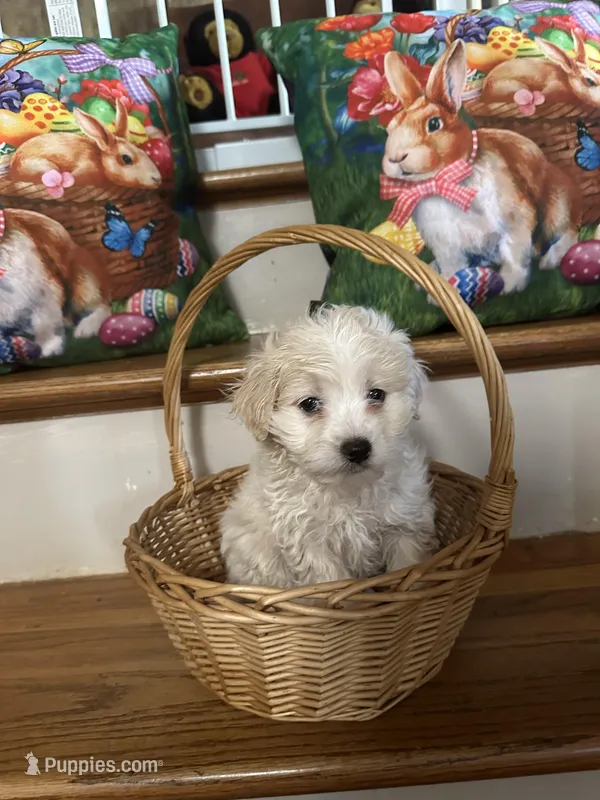 Martin – Maltese puppy for sale in Hickory, NC
