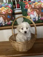 Martin, a male Maltese for sale in Hickory, NC – Photo 1 of 3
