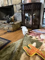 Maya, a female Maltese for sale in Hickory, NC – Photo 2 of 4