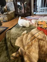 Maya, a female Maltese for sale in Hickory, NC – Photo 3 of 4