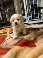 Mason, a male Maltese for sale in Hickory, NC – Photo 1 of 3