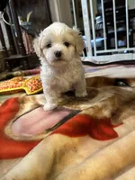 Mason, a male Maltese for sale in Hickory, NC – Photo 3 of 3