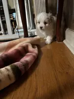 Mason, a male Maltese for sale in Hickory, NC – Photo 2 of 3