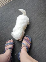 Milo, a male Maltese for sale in Hickory, NC – 2 of 3