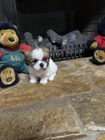 Ginger, a female Shih Tzu for sale in Hickory, NC – 2 of 2