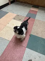 Benji, a male Shih Tzu for sale in Hickory, NC – 4 of 4
