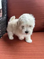 Martin, a male Maltese for sale in Hickory, NC – Photo 2 of 3