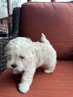 Martin, a male Maltese for sale in Hickory, NC – Photo 1 of 3