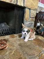 Maizlee, a female Shih Tzu for sale in Hickory, NC – Photo 2 of 4