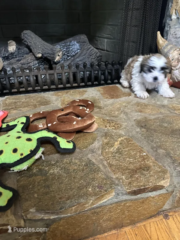 Maizlee – Shih Tzu puppy for sale in Hickory, NC