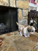 Maizlee, a female Shih Tzu for sale in Hickory, NC – Photo 4 of 4