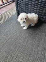 Max, a male Maltese for sale in Hickory, NC – 3 of 3